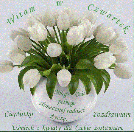 Białe tulipany na czwartek